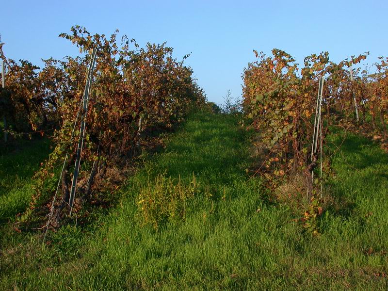 Stagno di Diana - Etang de Diana